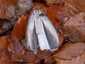Harkálytintagomba (Coprinopsis picacea), Zemplén